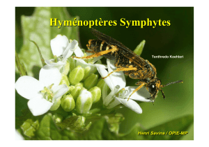 Hyménoptères Symphytes - Papillons-49