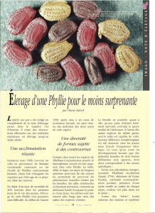 Elevage d`une Phyllie / Insectes n° 144