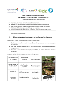 I. Observation des insectes et recherches sur les élevages