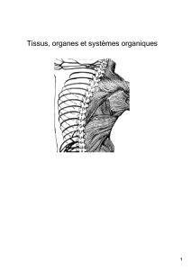 Tissus, organes et systèmes organiques
