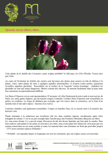 Opuntia stricta (Haw.) Haw.