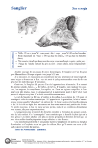 Sanglier - Groupe Mammalogique Normand