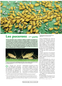 Les pucerons I / Insectes n° 141