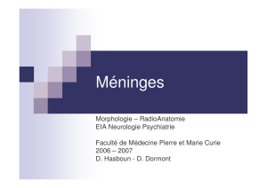 Méninges - CHUPS – Jussieu