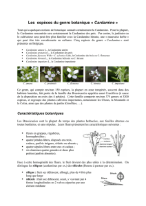 Les espèces du genre botanique « Cardamine »