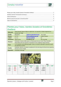 Corylus noisetier - Catalogue Pépinière Guy Lemaire et fils