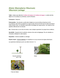 Alisier (Nannyberry Viburnum) Viburnum Lentago