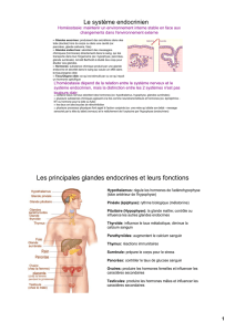 Les principales glandes endocrines et leurs fonctions