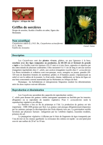 griffe de sorcière V3 - Conservatoire botanique national de Brest