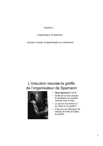 induction neurale