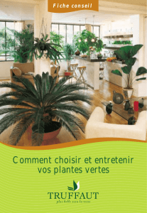 Comment choisir et entretenir vos plantes vertes