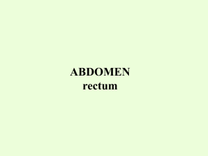 ABDOMEN rectum