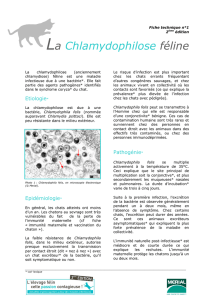 Chlamydophilose - Merial