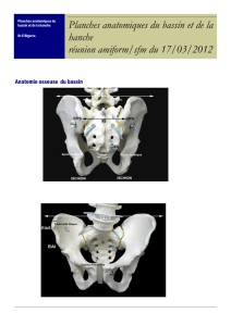 Planches anatomiques du bassin et de la hanche réunion amiform