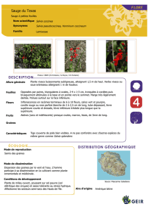 Salvia_coccinea - Espèces Invasives Réunion