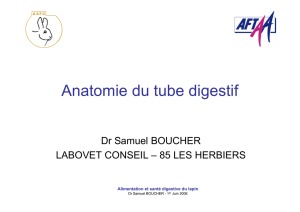 Anatomie du tube digestif - asfc