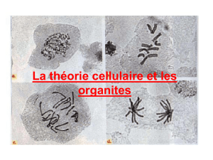 La théorie cellulaire et les organites