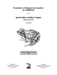 Rapport de situation du COSEPAC sur la grenouille à pattes rouges
