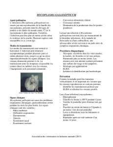 mycoplasma gallisepticum - Association des vétérinaires en