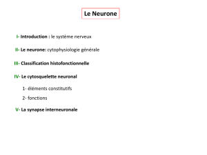 II- Le neurone - HTML5 ENS de Lyon