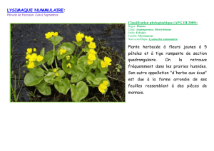 LYSIMAQUE NUMMULAIRE: Plante herbacée à fleurs jaunes