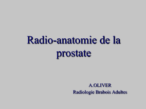 Radio-anatomie de la prostate