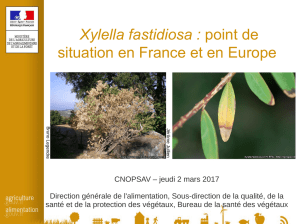 Xylella fastidiosa : point de situation en France et