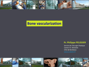 Bone vascularization - e