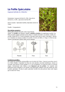 Legousia hybrida - Conservatoire botanique national de Brest