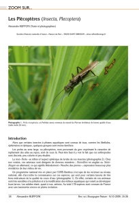 Les Plécoptères (Insecta, Plecoptera) - Bourgogne