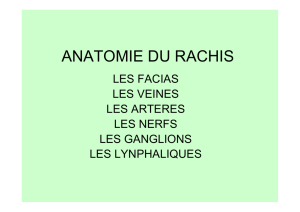 anatomie du rachis