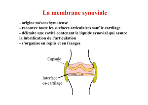 La membrane synoviale