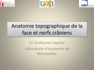 Anatomie topographique de la face et nerfs crâniens