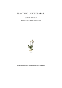 plantago lanceolata l.