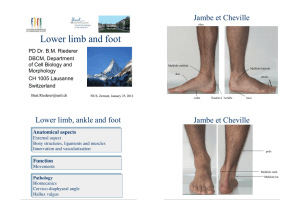 Lower limb and foot