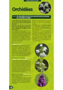 Orchidées - Ligny le Ribault