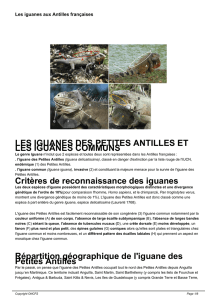 Les iguanes aux Antilles françaises
