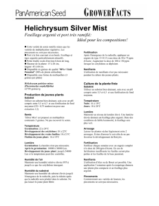 Helichrysum Silver Mist - French