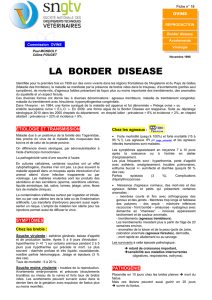 la border disease