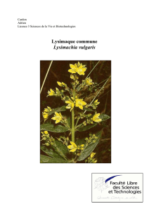 Lysimaque commune Lysimachia vulgaris