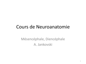 WDENT1211 Neuroanatomie-4- Mesencéphale