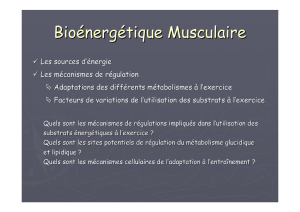 Diaporama Bioénergétique musculaire