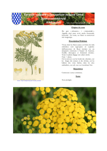 Tanaisie vulgaire – Tanacetum vulgare Linné Boerenwormkruid