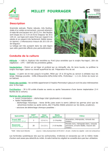 millet fourrager - Chambre d`agriculture du Cantal