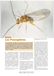 Les Psocoptères / Insectes n° 149