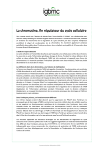 La chromatine, fin régulateur du cycle cellulaire