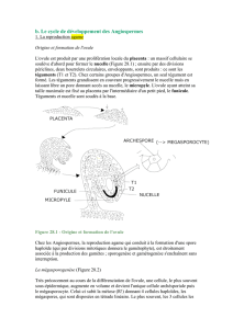 b. Le cycle de développement des Angiospermes