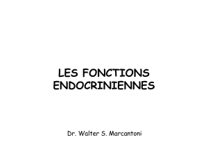 les fonctions endocriniennes
