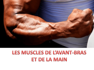 muscles de l`avt bras (PDF, 2.31 Mo) - facmed-univ-oran