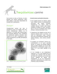 L`herpèsvirose canine - Merial